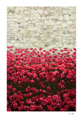 Tower Poppies 04A