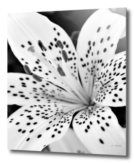 Lily Close-up In Black And White