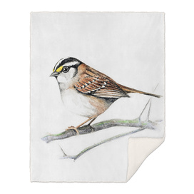 Bird: Sparrow