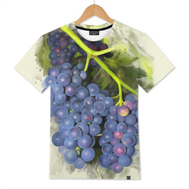 Concord grape