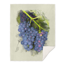 Concord grape