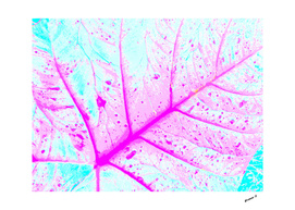 Abstract Alocasia Leaf