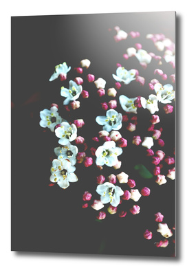 Botanical Still Life Photography Viburnum Flowers