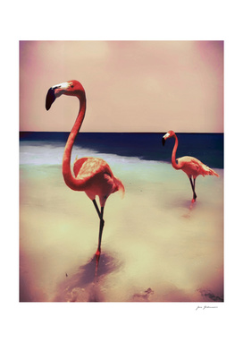Flamingo beach
