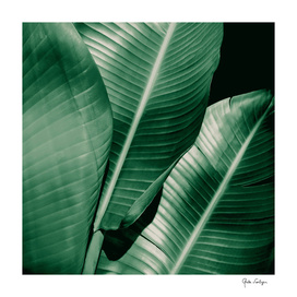 Banana leaf allure