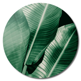 Banana leaf allure