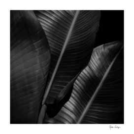 Banana leaf allure - night