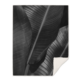 Banana leaf allure - night