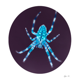 Spider Blue