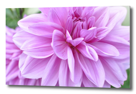 Pink Dhalia Flower
