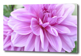 Pink Dhalia Flower