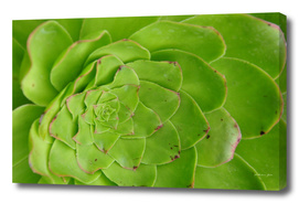 Geometric Green Succulent