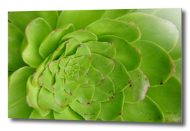 Geometric Green Succulent