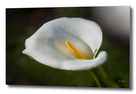 White Flora
