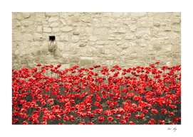 Tower Poppies 02A