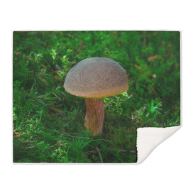 Woodland Mushroom