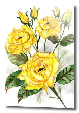 Yellow  roses