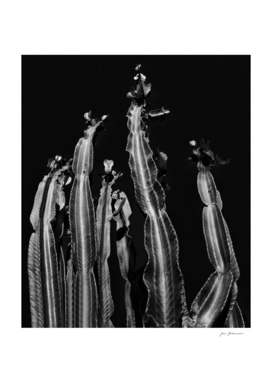 Cactus - black and white