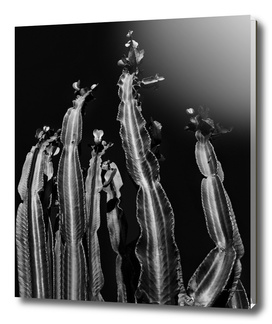 Cactus - black and white