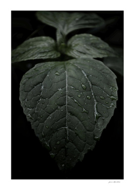 Botanical Still Life Photography Drops On Leaf