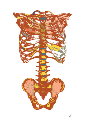 Red Golden Rib Cage