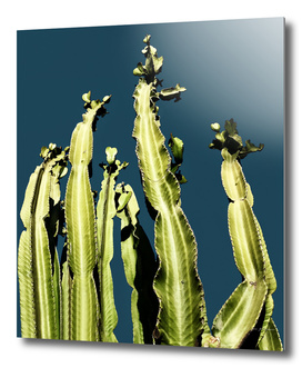 Cactus - blue