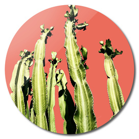 Cactus - red