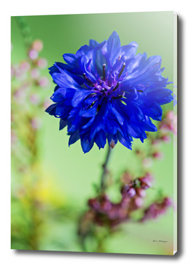 Beauty of blue cornflower