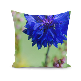 Beauty of blue cornflower