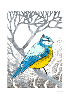 Bluetit, forest bird