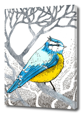 Bluetit, forest bird