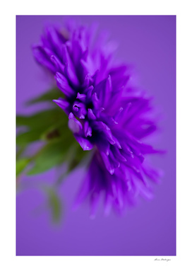 Close-up image of the flower Aster on purple background