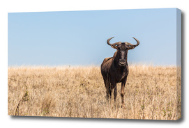 Wildlife Bull Wildbeest Animal Plateau