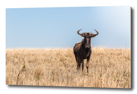 Wildlife Bull Wildbeest Animal Plateau
