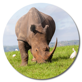 Rhino Wildlife
