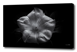 Backyard Flowers In Black And White 24