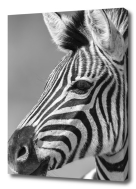 Zebra Head Black White