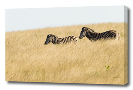 Zebras Wilderness