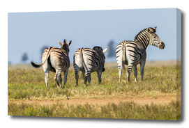 Zebras Three