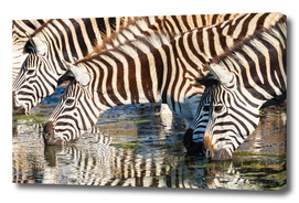 Zebras Waterhole