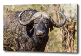 Buffalo Wildlife Animal