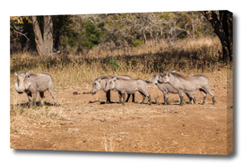 Wildlife Warthogs Litter