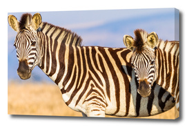 Zebra Calf Closeup Wildlife