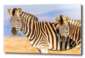 Zebra Calf Closeup Wildlife