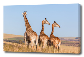 Giraffes Three Wilderness