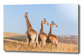 Giraffes Three Wilderness