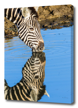 Zebra Drinking Mirror Double