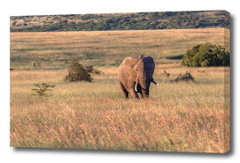 Bull Elephant Wilderness