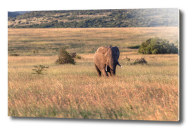 Bull Elephant Wilderness