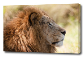 Lion Closeup Head Portrait